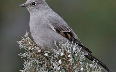 Standing At The Window