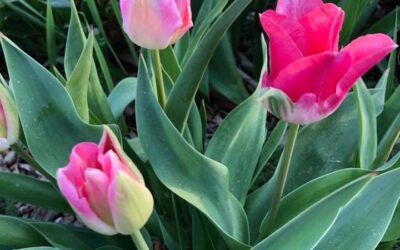 A 6-Yr. Old Was Arrested In North Carolina…